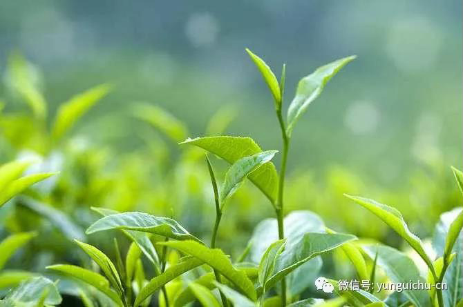 一毫端上通消息 遍界明明不覆藏——天上云居真如禅寺大众普坡采茶 一毫端上通消息 遍界明明不覆藏——天上云居真如禅寺大众普坡采茶