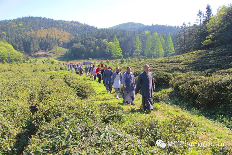 一毫端上通消息 遍界明明不覆藏——天上云居真如禅寺大众普坡采茶 一毫端上通消息 遍界明明不覆藏——天上云居真如禅寺大众普坡采茶