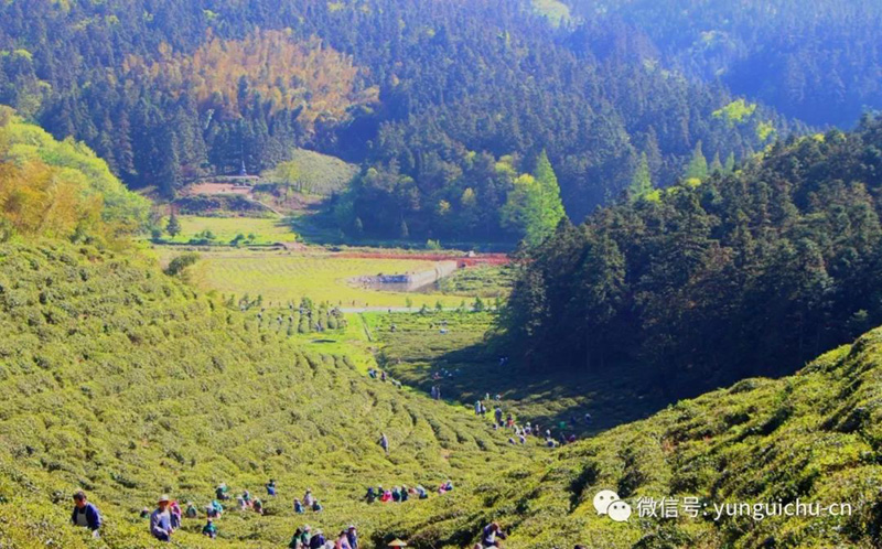 一毫端上通消息 遍界明明不覆藏——天上云居真如禅寺大众普坡采茶 一毫端上通消息 遍界明明不覆藏——天上云居真如禅寺大众普坡采茶
