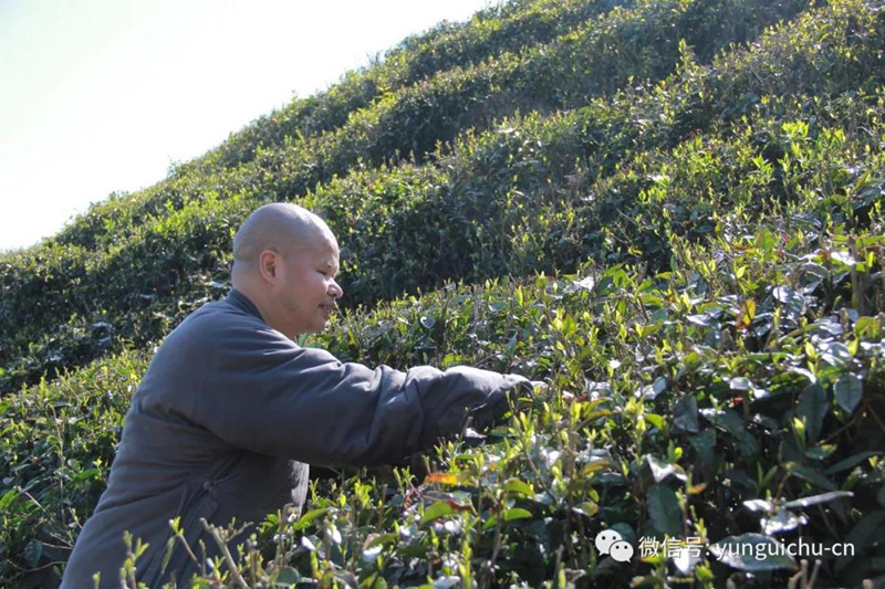 一毫端上通消息 遍界明明不覆藏——天上云居真如禅寺大众普坡采茶 一毫端上通消息 遍界明明不覆藏——天上云居真如禅寺大众普坡采茶