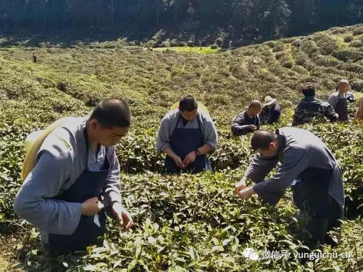 一毫端上通消息 遍界明明不覆藏——天上云居真如禅寺大众普坡采茶 一毫端上通消息 遍界明明不覆藏——天上云居真如禅寺大众普坡采茶