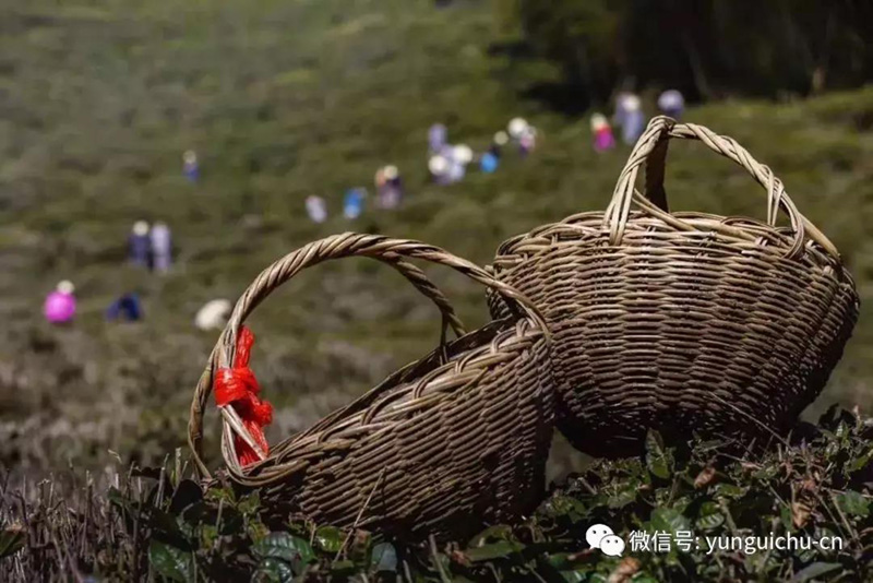一毫端上通消息 遍界明明不覆藏——天上云居真如禅寺大众普坡采茶 一毫端上通消息 遍界明明不覆藏——天上云居真如禅寺大众普坡采茶