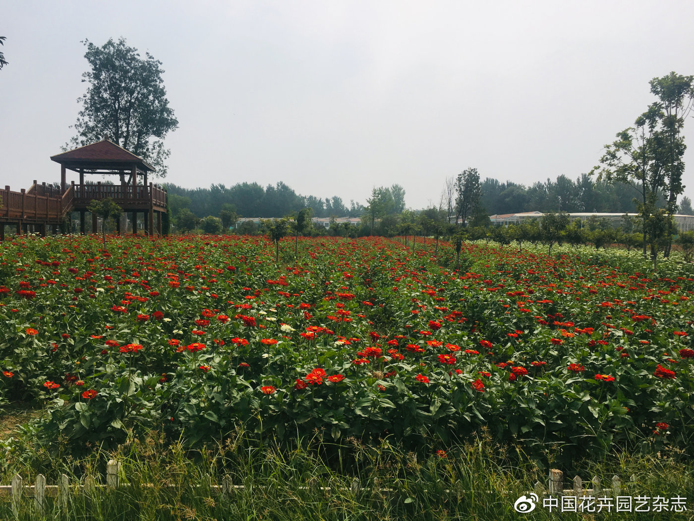 第十九屆中原花博會(huì)開幕在即：中國(guó)綠色發(fā)展的“鄢陵力量” | 動(dòng)態(tài)