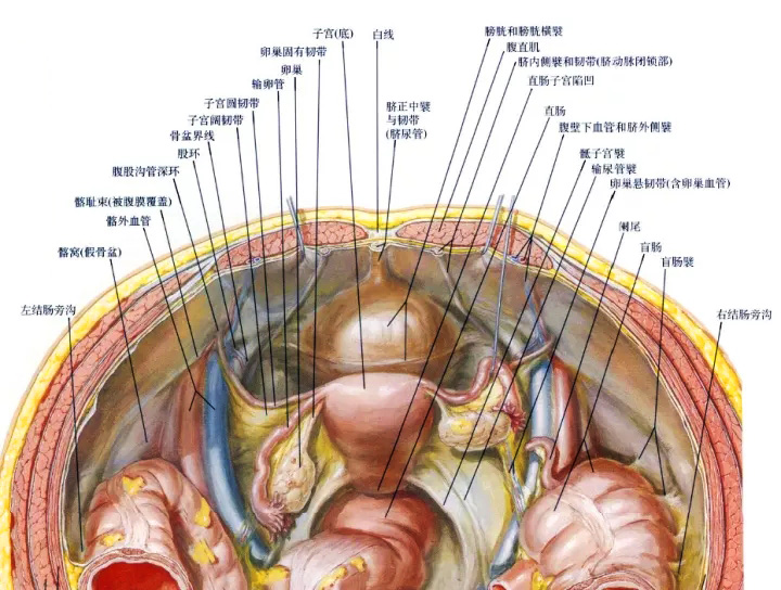 腹腔盆腔分界示意图图片