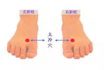 经络学说:肝经 经络学说:肝经