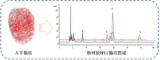 指紋圖譜在中藥材質(zhì)量控制中的應用