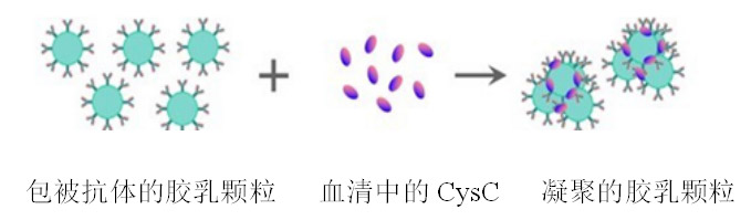 胱抑素C（CysC）测定试剂盒（胶体金免疫比色法）