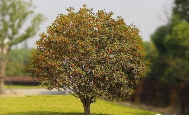  中式园林造景的经典植物-景观设计师必知