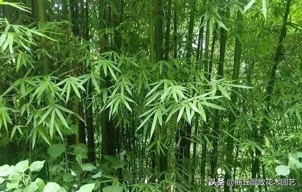  中式园林造景的经典植物-景观设计师必知