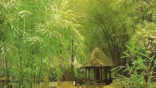  中式园林造景的经典植物-景观设计师必知