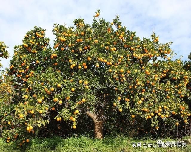  中式园林造景的经典植物-景观设计师必知