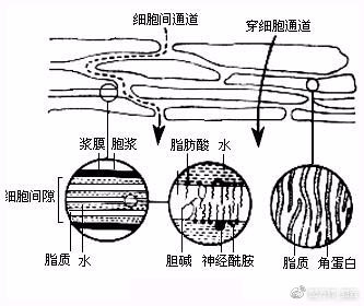 不了解“化妆品吸收”,护肤品浪费一大半 不了解“化妆品吸收”,护肤品浪费一大半