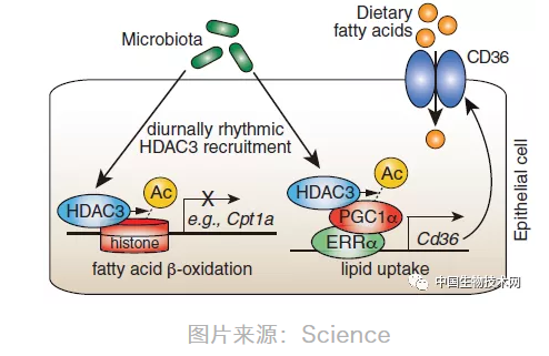 Science揭秘体重增加的“幕后”：代谢、吸脂的昼夜节律，竟然由肠道菌掌控...