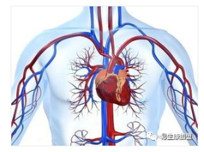 经络学说:心包经 经络学说:心包经