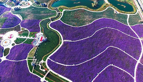 赏花经济 赏花经济