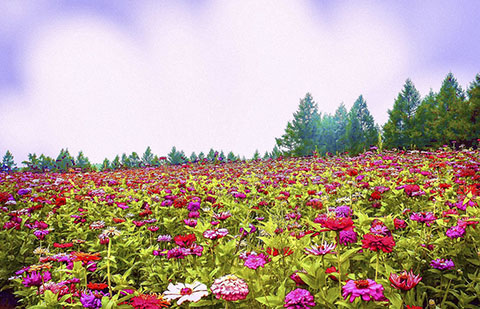 赏花经济 赏花经济
