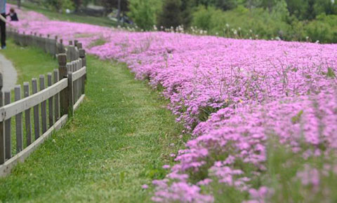 赏花经济 赏花经济