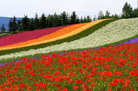 赏花经济 赏花经济