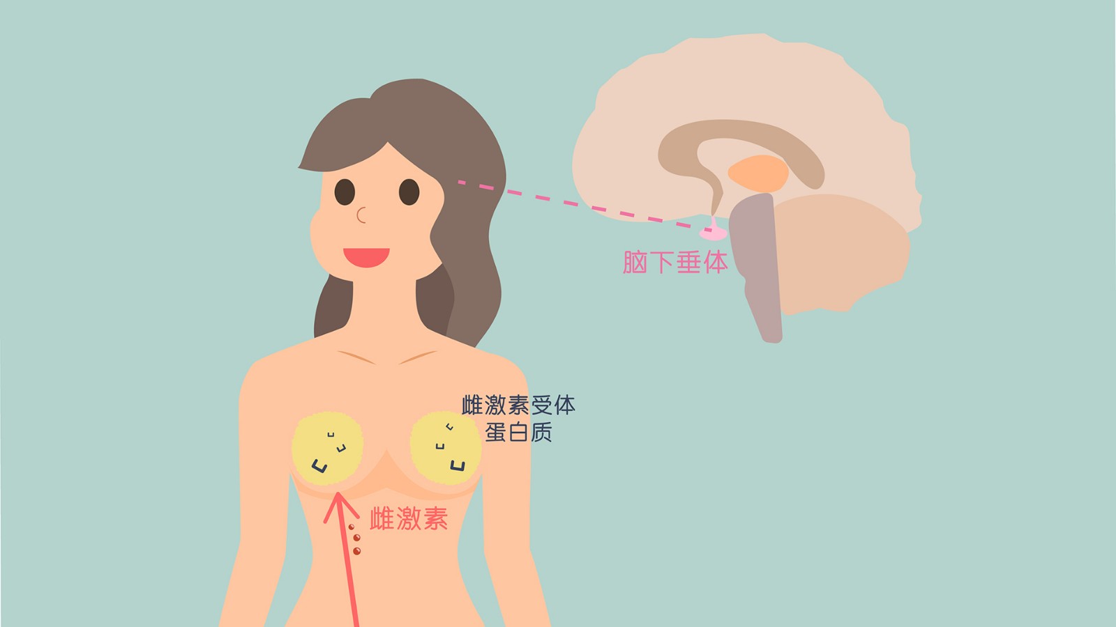 为什么女性乳房成长增大需要雌激素,孕激素和生长激素?