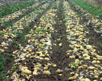 马铃薯种植技术