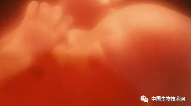 我们强大的肠道免疫功能,或许从14周龄就开始形成... 我们强大的肠道免疫功能,或许从14周龄就开始形成...
