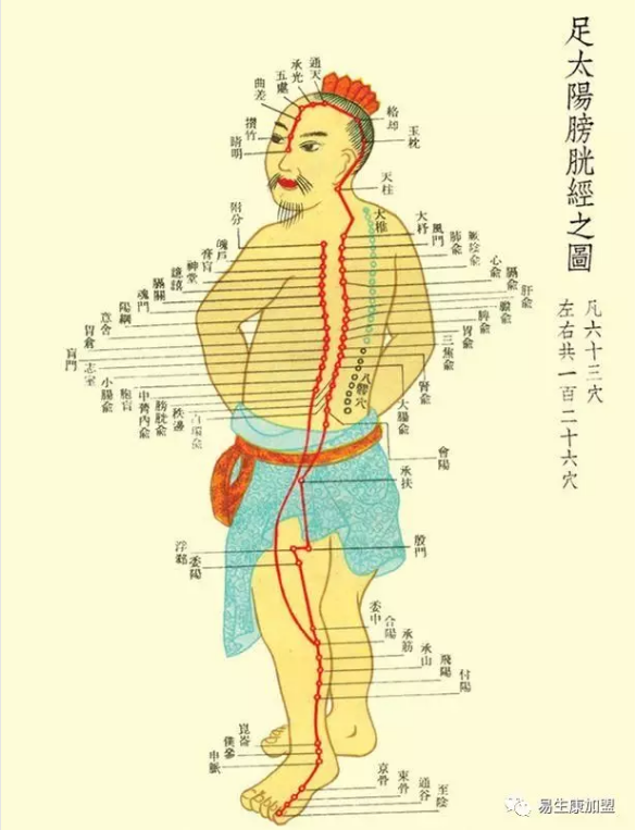 经络学说:膀胱经 经络学说:膀胱经