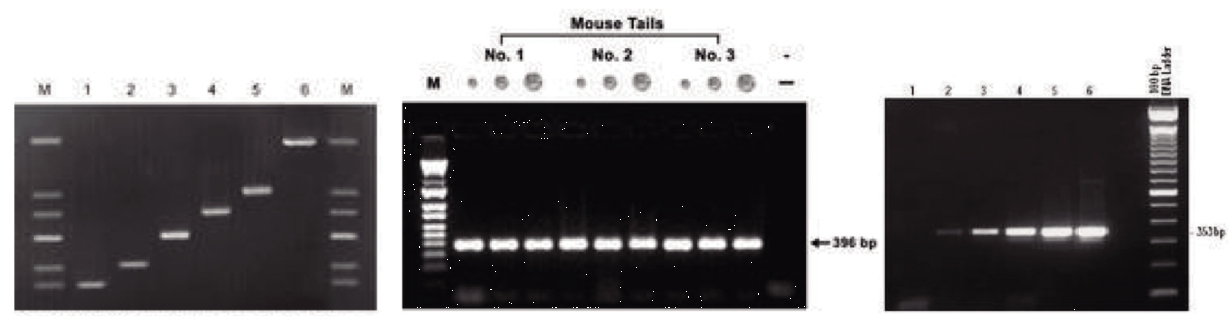 PCR