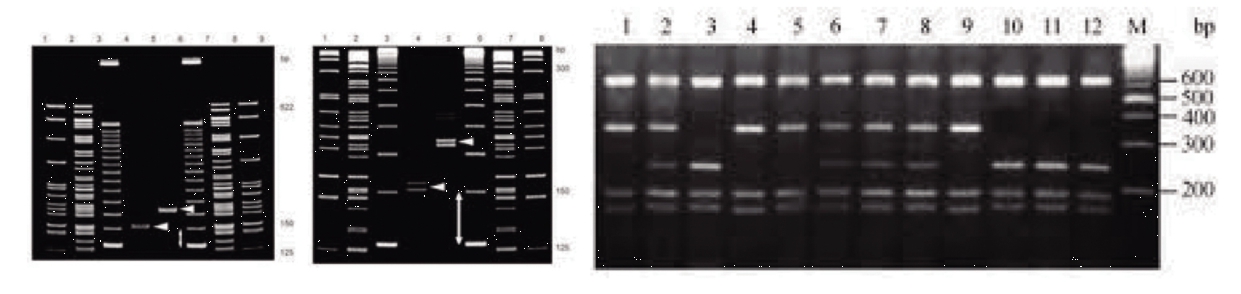 PCR
