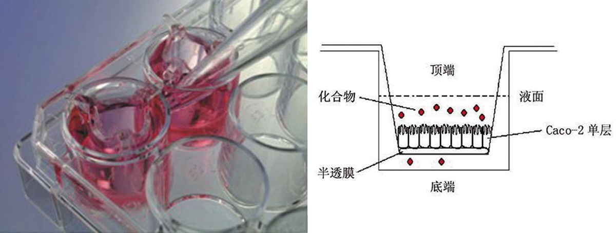 ϸϮʵ飨Transwell