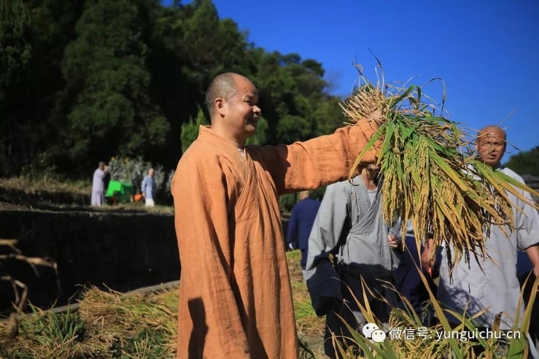 一日不作 一日不食——天上云居真如禅寺僧众出普坡收割水稻 一日不作 一日不食——天上云居真如禅寺僧众出普坡收割水稻