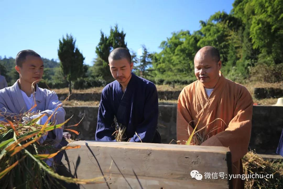 一日不作 一日不食——天上云居真如禅寺僧众出普坡收割水稻 一日不作 一日不食——天上云居真如禅寺僧众出普坡收割水稻