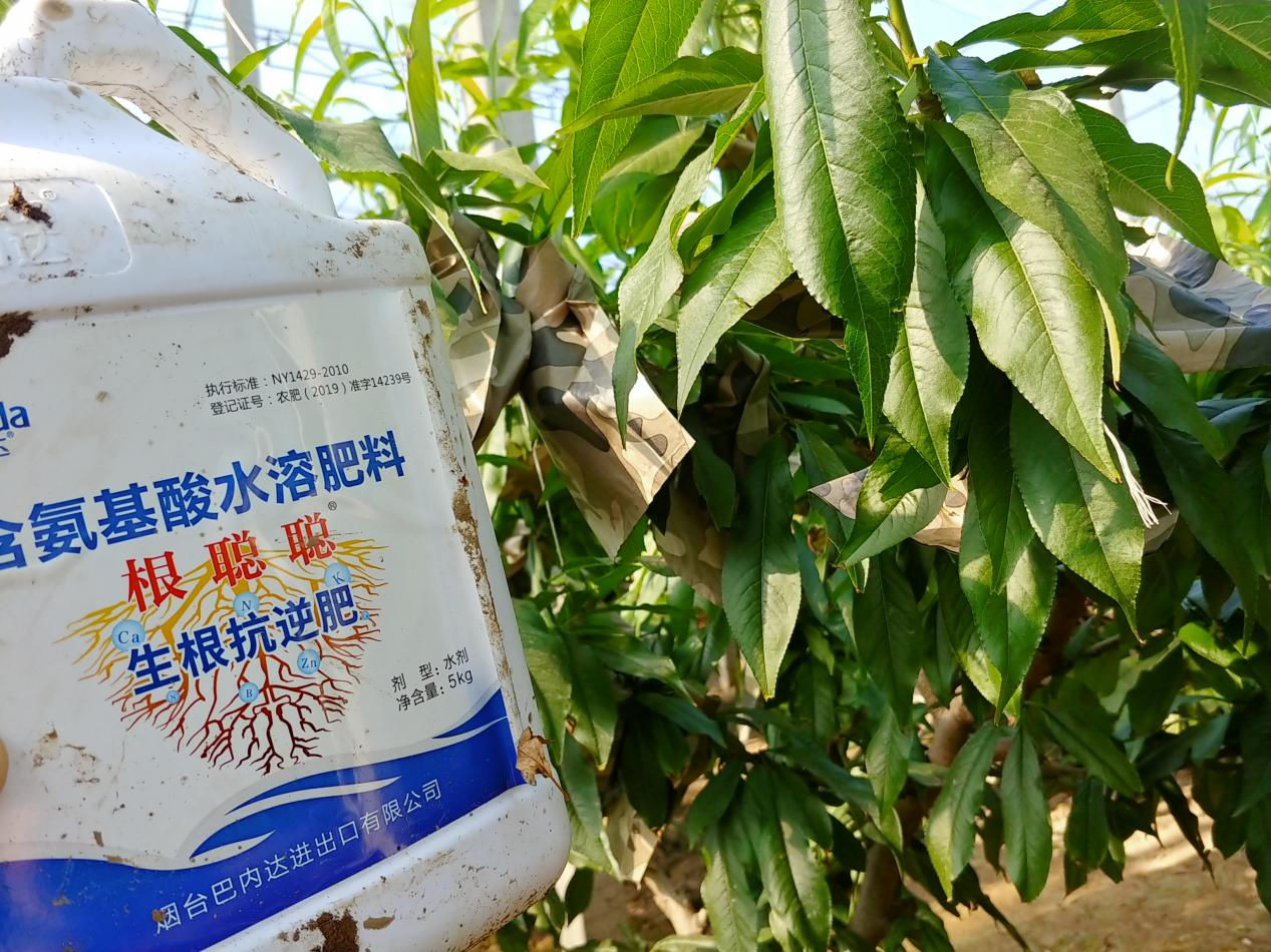 生根水溶肥是什么肥料？什么時候使用好？