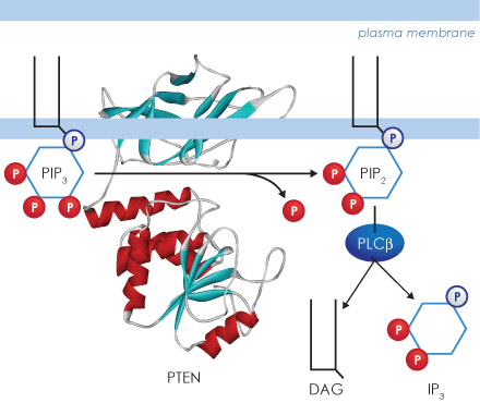 磷脂酰肌醇3-激酶(PI3K)信号通路