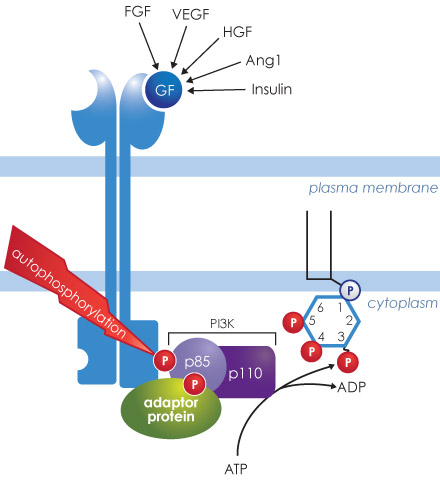 磷脂酰肌醇3-激酶(PI3K)信号通路