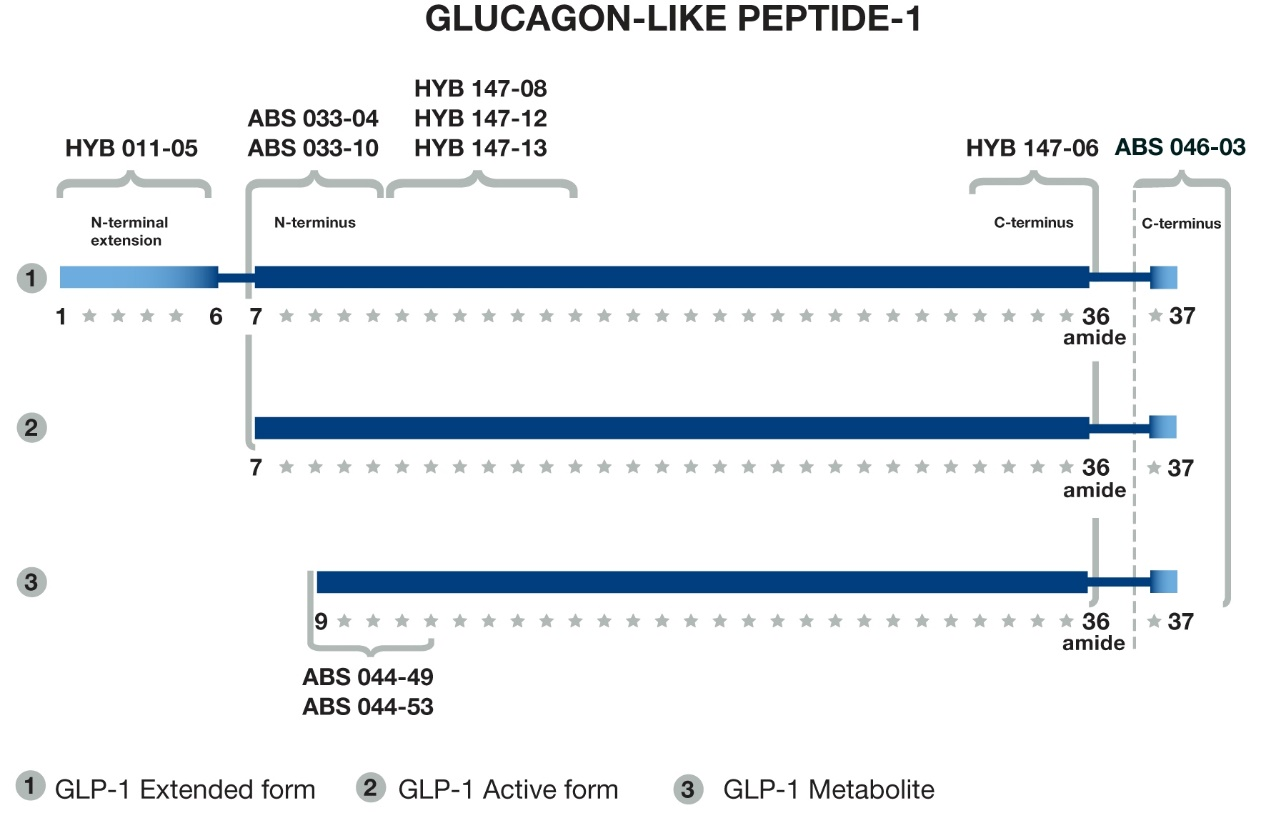 胰高血糖素样肽GLP-1抗体