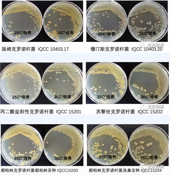 克羅諾桿菌屬檢測(cè)之黃色素