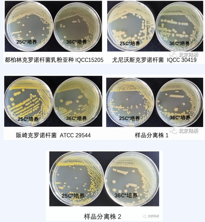 克羅諾桿菌屬檢測(cè)之黃色素