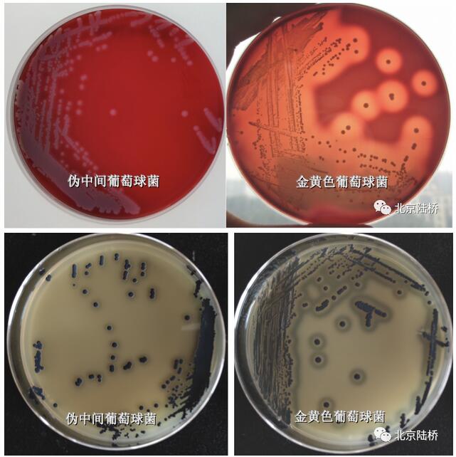 伪中间型葡萄球菌的生化鉴定