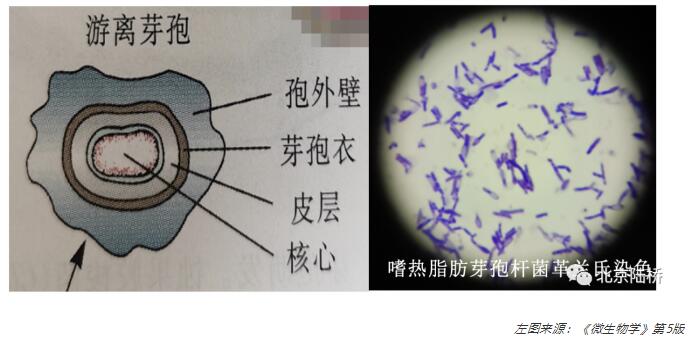 芽孢染色方法介紹