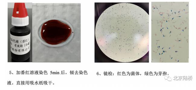 芽孢染色方法介紹