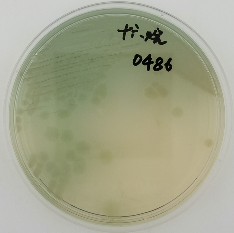 一次性衛(wèi)生用品之綠膿桿菌檢測