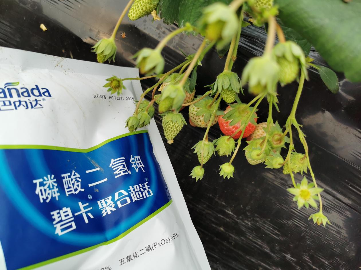 草莓膨果用什么肥料