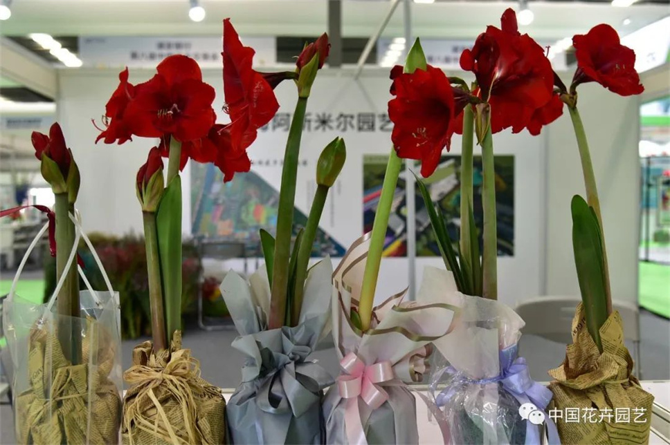 第十届花博会 | 第八届中国花卉交易会同期开幕