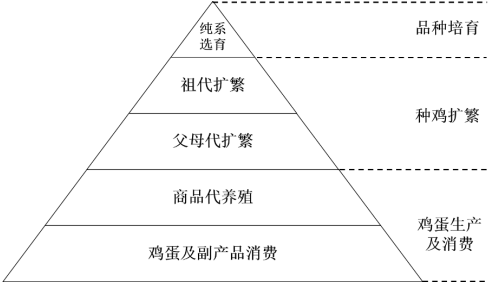 2021年中国蛋鸡育种行业市场发展潜力研究预测及重点企业竞争战略咨询