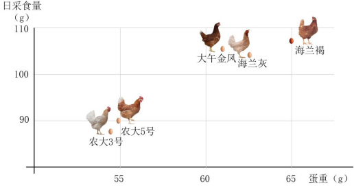 2021年中国蛋鸡育种行业市场发展潜力研究预测及重点企业竞争战略咨询