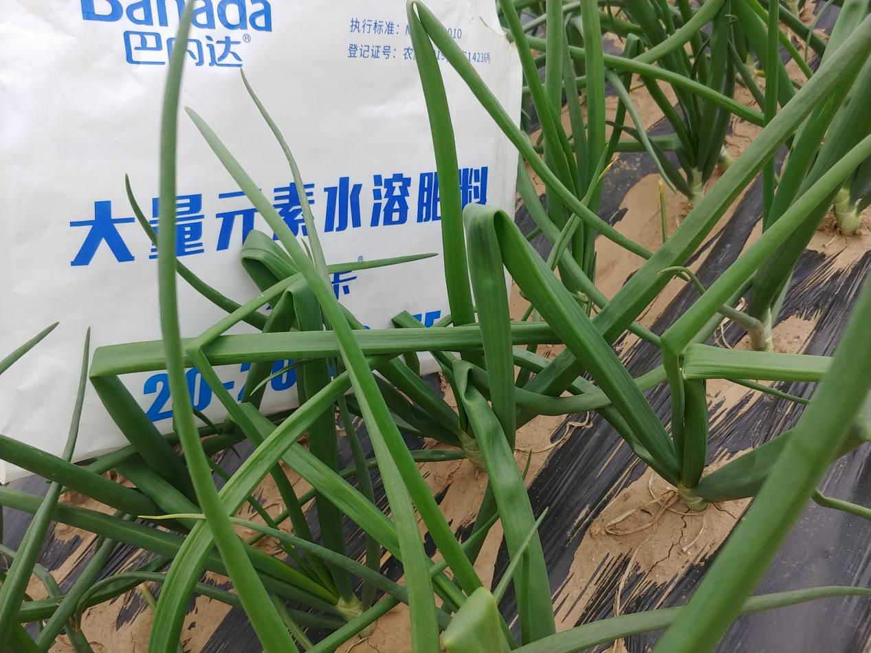 水溶肥比復合肥使用方便，讓種植戶倍加喜愛