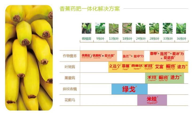香蕉药肥一体解决方案