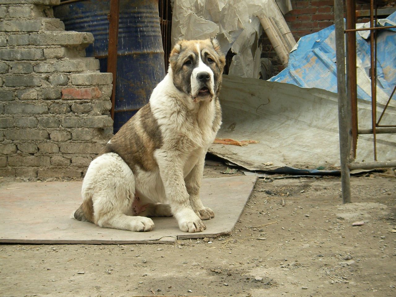 中亚牧羊犬好养吗!中亚牧羊犬多少钱一只?