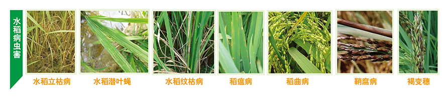 水稻药肥一体化解决方案