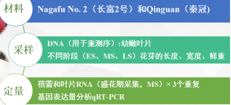 通过重测序寻找长富2号和秦冠两品种之间开花相关性状差异位点 通过重测序寻找长富2号和秦冠两品种之间开花相关性状差异位点